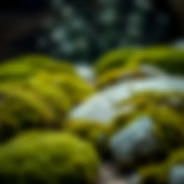 Magnificent An In-Depth Examination of Faux Moss Stones in Fashion and Home Decor