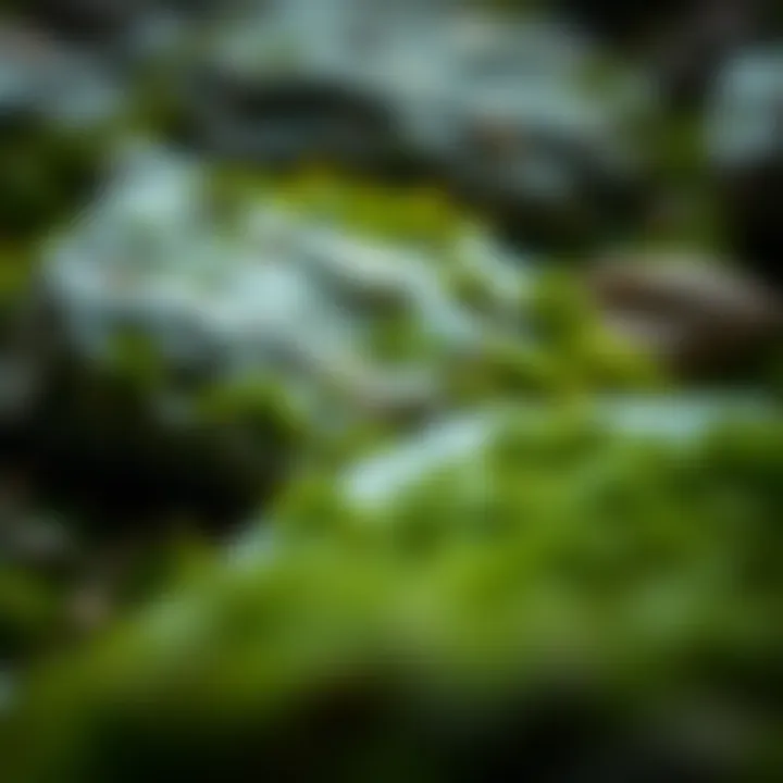 An In-Depth Examination of Faux Moss Stones in Fashion and Home Decor Summary