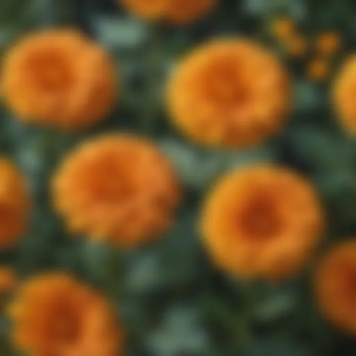 Close-up of intricate silk marigold patterns